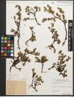 Foto von Salix retusa L.